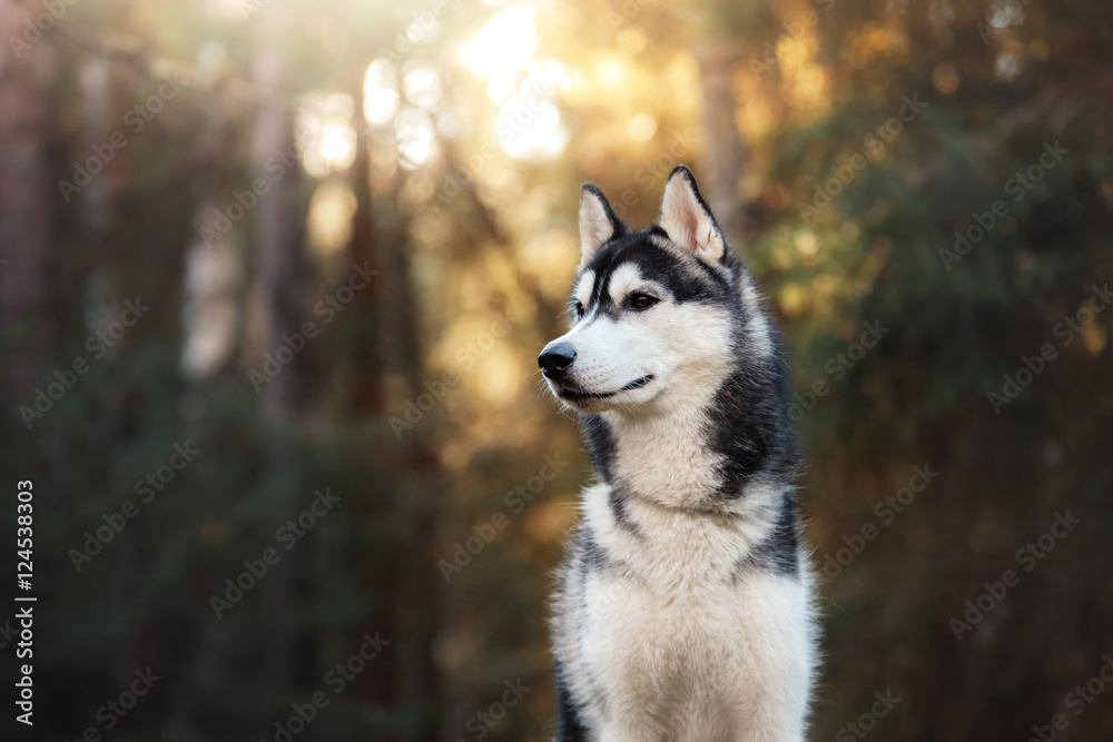 Obraz na płótnie Husky w lesie w salonie