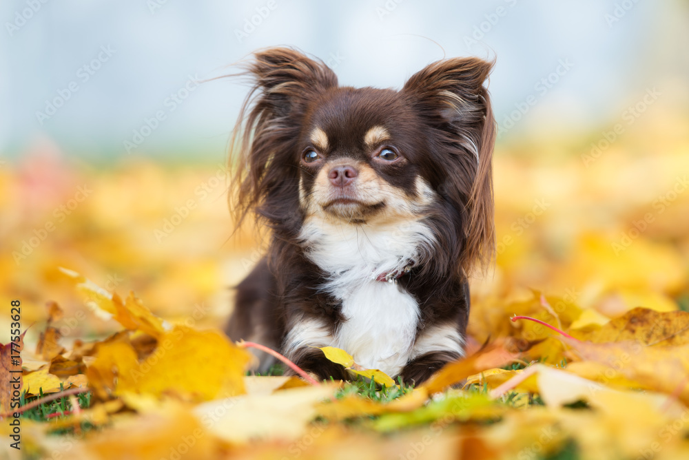 Obraz na płótnie Chihuahua na liściach | fotoobraz w salonie