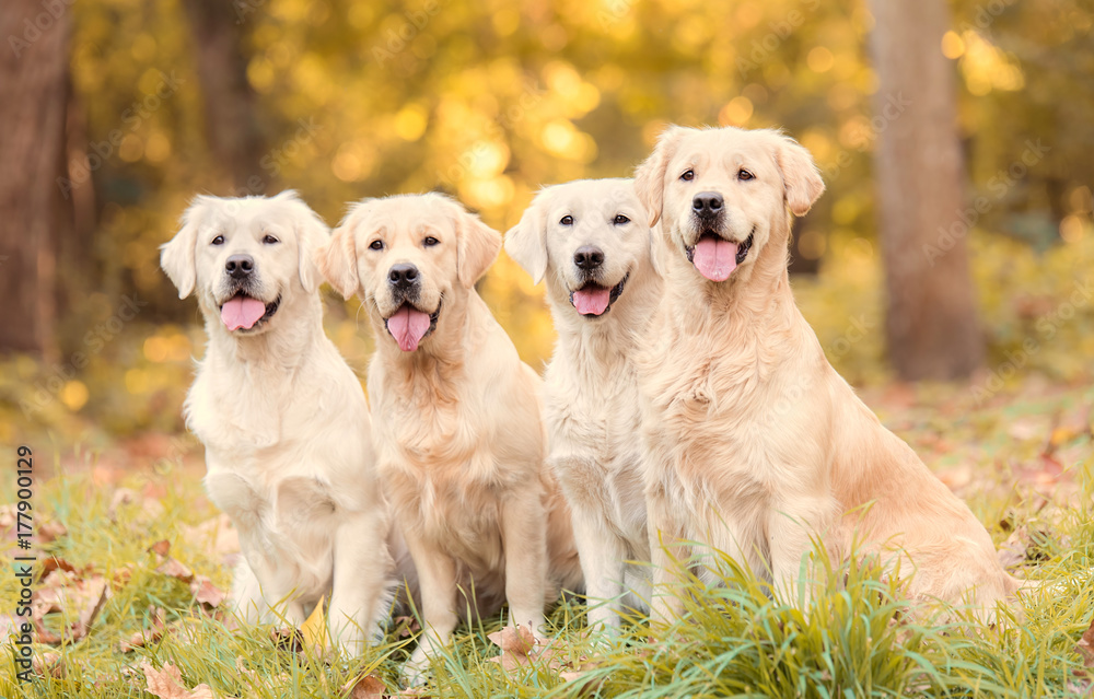 Obraz na płótnie psy Golden Retrievery w lesie | fotoobraz w salonie