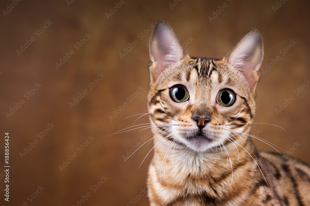 Obraz na płótnie Kot bengalski | fotoobraz w salonie