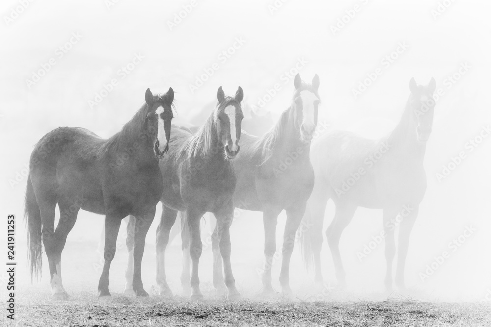 Czarno-biała fotografia czterech koni stojących we mgle, miękkie grayscale tony od bieli po antracyt - obraz drukowany na płótnie