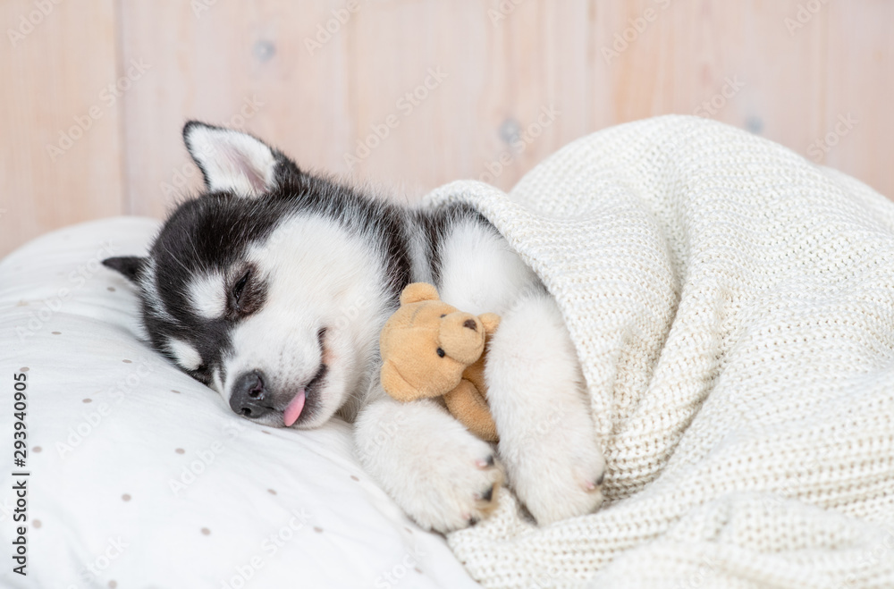 Obraz na płótnie Husky pod kocem w salonie