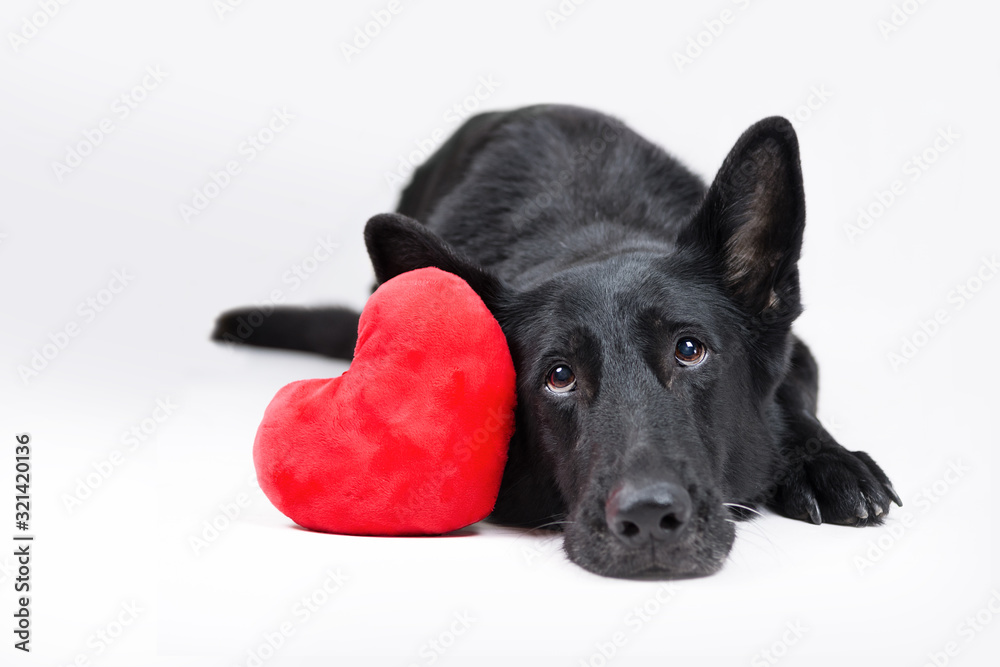 Obraz na płótnie Pies z sercem w salonie