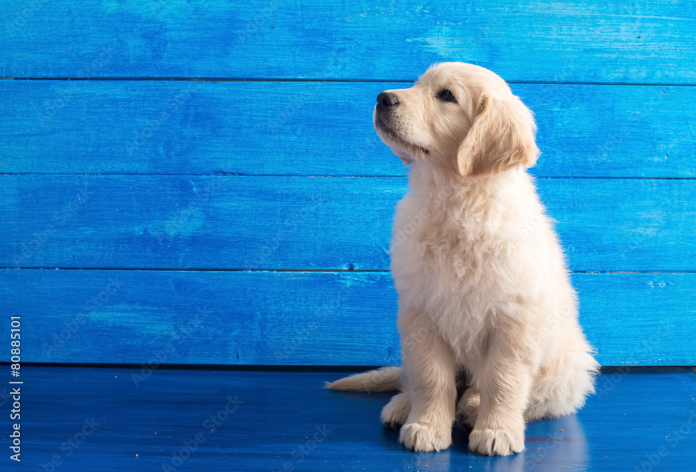 Obraz na płótnie Szczeniak Golden Retriever na tle niebieskich desek w salonie