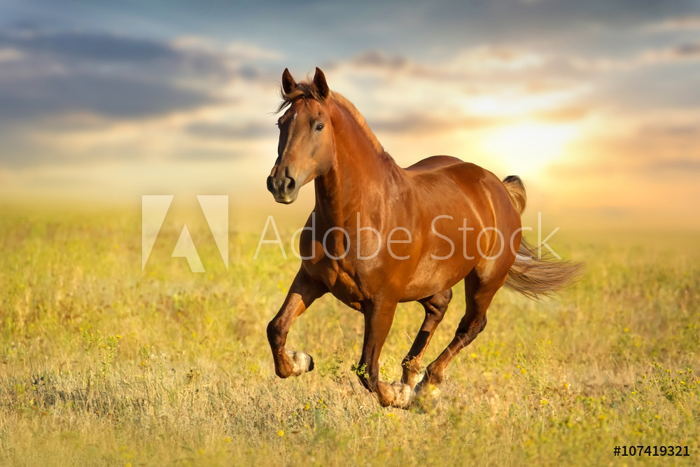 Obraz drukowany na płótnie Kasztanowaty koń na tle zachodu słońca