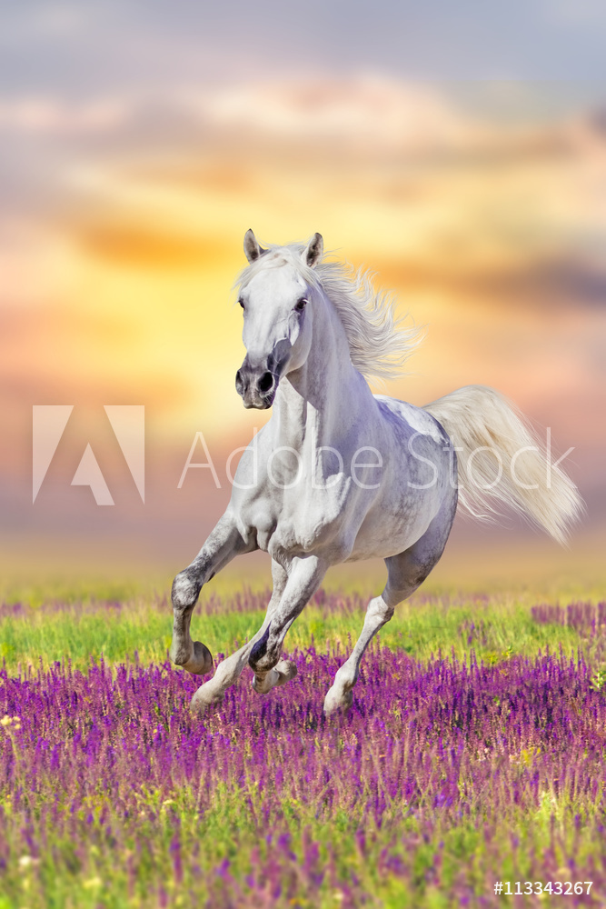 Obraz drukowany na płótnie Biały koń w galopie