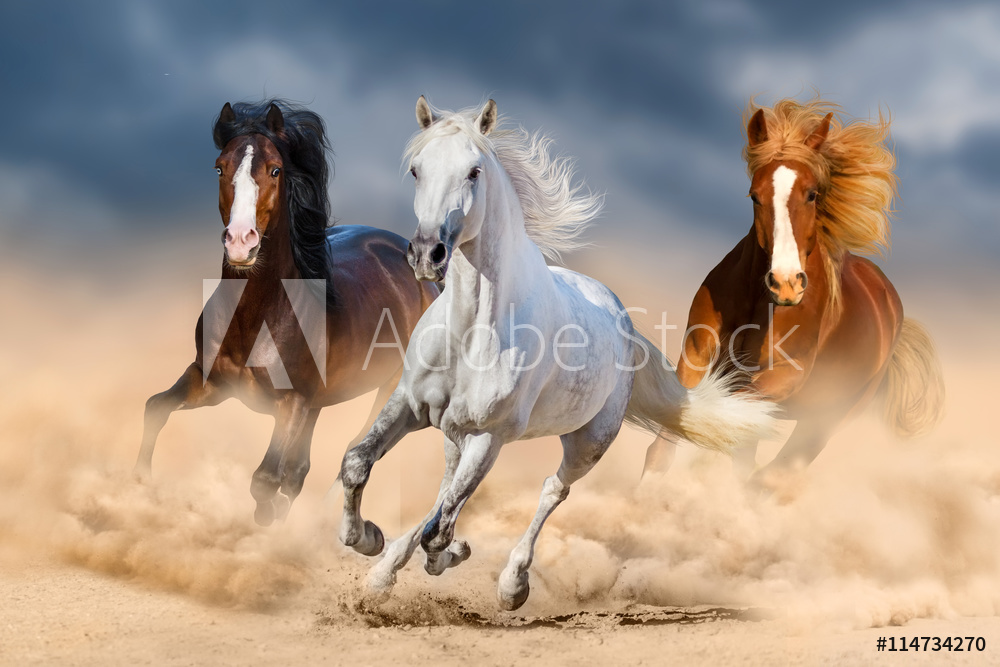 Trzy konie w galopie na pustyni
