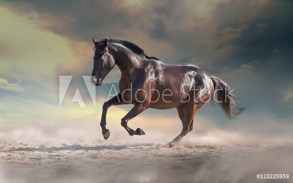 Czarny koń w galopie na piasku