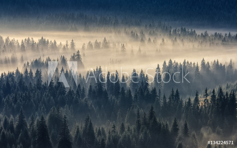 Obraz drukowany na płótnie Las iglasty we mgle