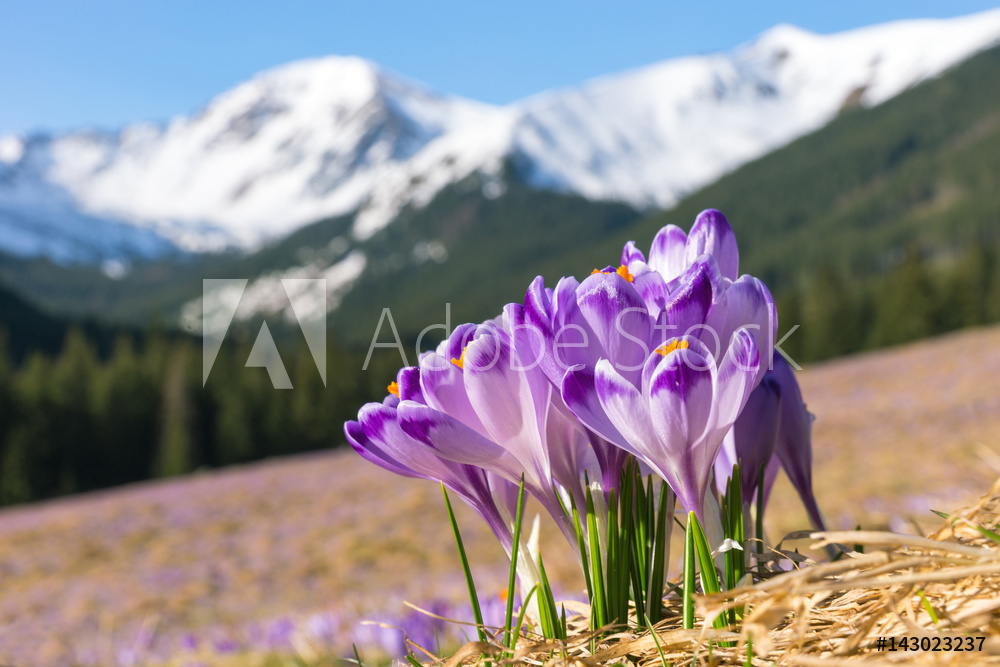 Obraz na płótnie Crocuses. Tatras mountains. Mountain landscape w salonie