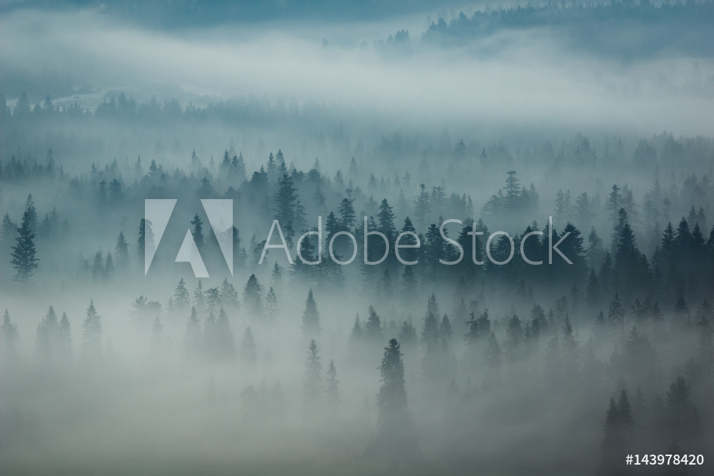 Mountains Tatra and woods in fog, Zakopane, Poland