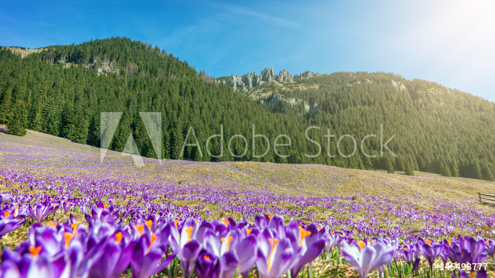 Crocuses. Tatras mountains. Mountain landscape