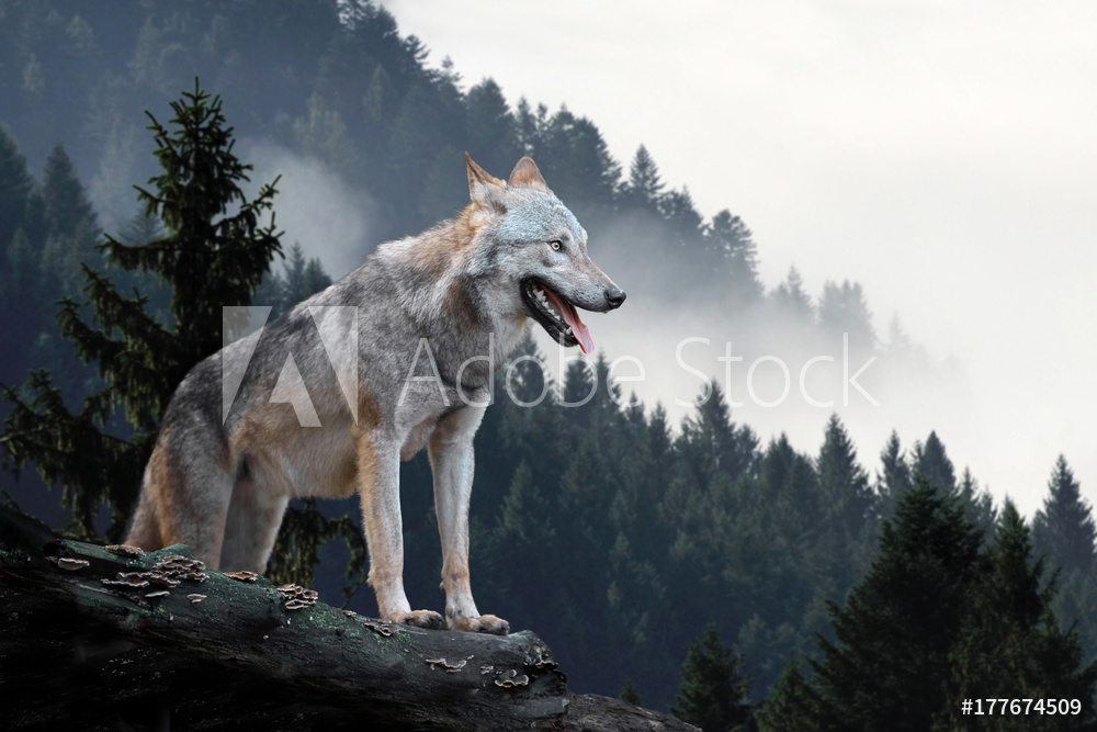 Wilk w górach