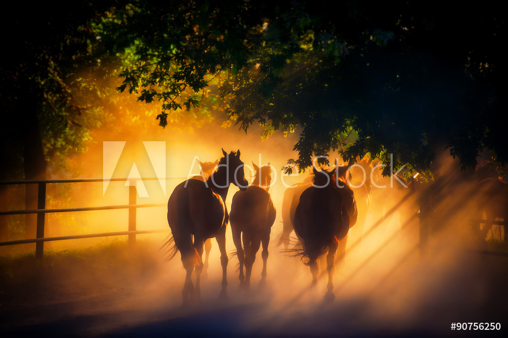 Obraz drukowany na płótnie Stado koni o zachodzie słońca