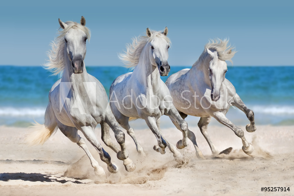 Konie w galopie na plaży