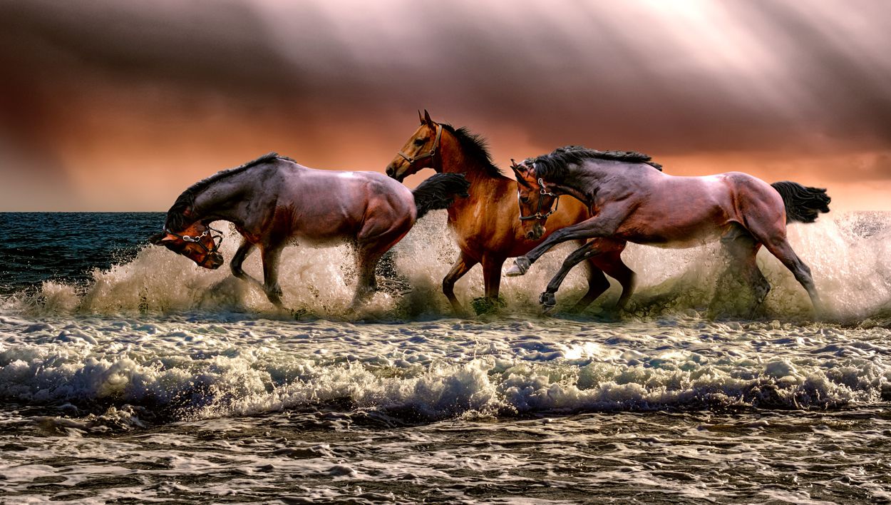 konie galopujące w morzu