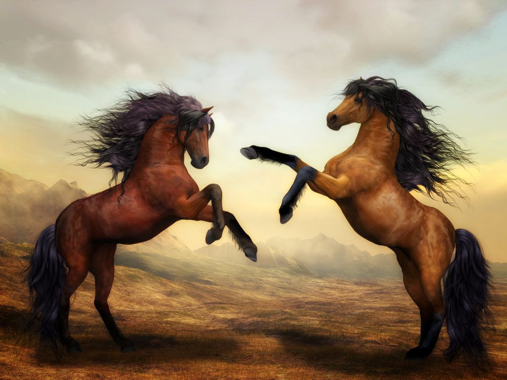Obraz na płótnie walczące konie  w sypialni