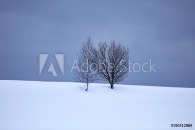 Zima w Japońskim lesie